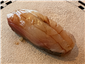 striped jack sushi